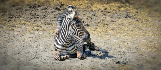 Elárulta az agrárminiszter, hogyan kerülhettek zebrák Mészáros cégének telephelyére
