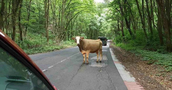 Itt vannak az idei agrártámogatási mértékek
