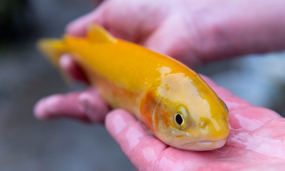 Napi 60 ezret is meg lehet keresni halpucolással karácsony előtt
