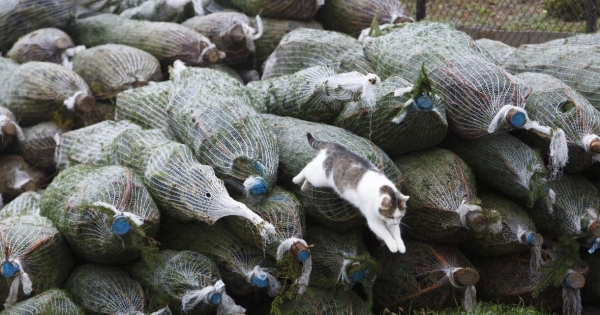 Drágul a karácsonyfa