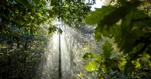 Áfaügy: újabb iránymutató döntés a Kúriától, megint elkaszálta a NAV-ot