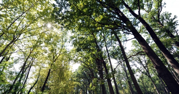 A Natura 2000 kompenzációs támogatás adójogi megítélése