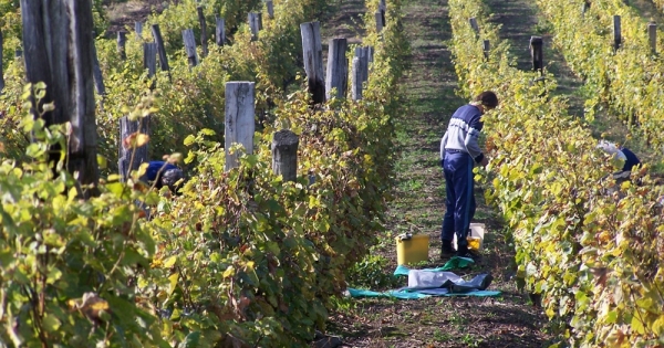 Így érdemes foglalkoztatni a mezőgazdasági munkásokat