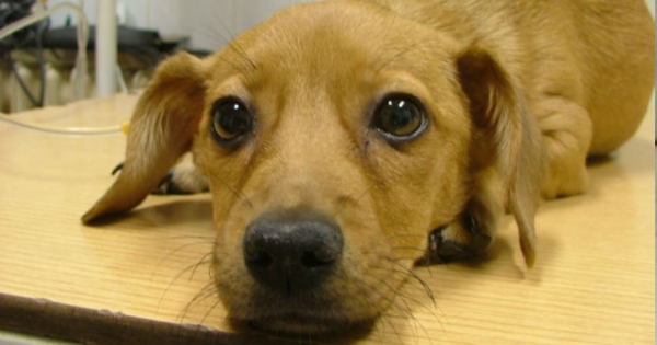 Elképesztő volt a kutya élni akarása - még az elütött állatokon is segítenenek