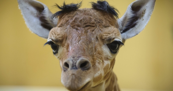 Ne hagyja magát, ha megbízható adózó!