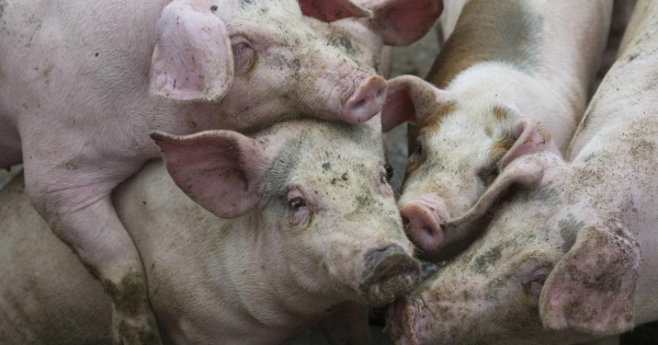 Somogy vármegyei házisertés-állományban igazolta a Nébih az ASP jelenlétét