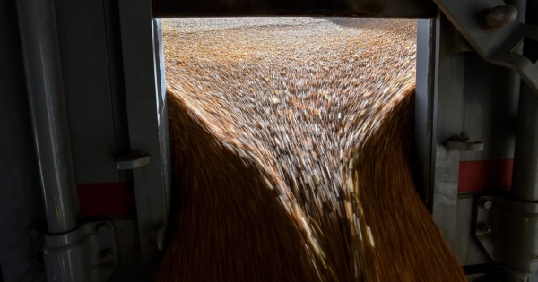 Még mindig Kósa Lajosék családi cége a korábban hasító, most már összeomlóban lévő Bászna Gabona Zrt.