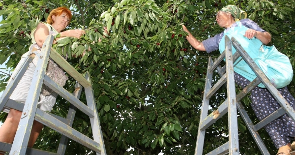 Így állapítható meg az őstermelő iparűzési adójának alapja