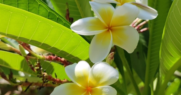 Mennyi az annyi? Az adónemek száma 2024-ben és 2025-ben