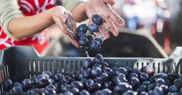 Miből készült a lekvár? Szeptembertől a vevő is nyomozhatja