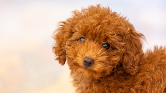 Ez a hét is eljött: akciós a Lidlben a kutyavíz