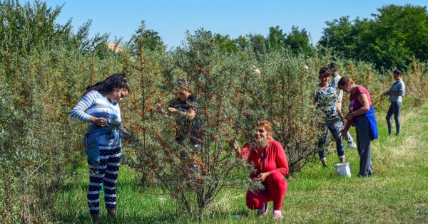 Alkalmi munkás, idénymunkás kismama milyen ellátásokra jogosult?
