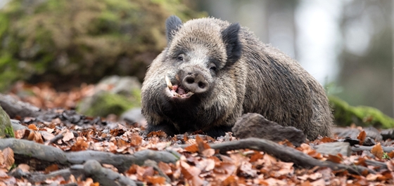 Óriási drágulás jönne, ha a gazdák megpróbálnának kivédeni minden vadkárt