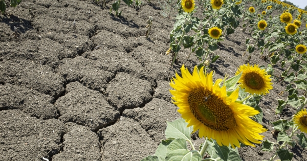 Törvényjavaslat: bővülnének a mezőgazdasági termékek értékesítési szerződésének kötelező, garanciális elemei