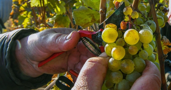 Rendkívüli intézkedéseket hozott a kormány a szőlőbetegség ellen