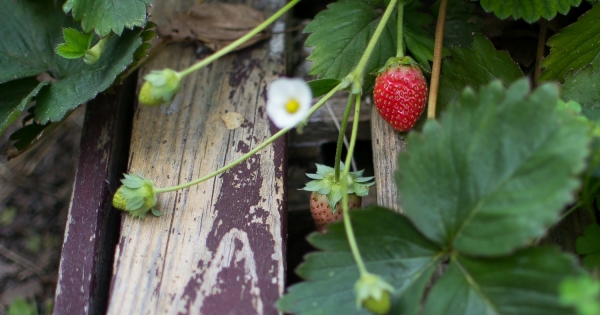 Végezhető-e őstermelés igazolvány nélkül, egyéni vállalkozás mellett?