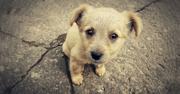 Elképesztő volt a kutya élni akarása - ahol még az elütött állatokon is tudnak segíteni