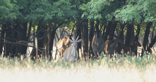 Árulkodók Mészárosék engedélykérelmei a zebrák, antilopok, bölények és dagesztáni túrok tartására