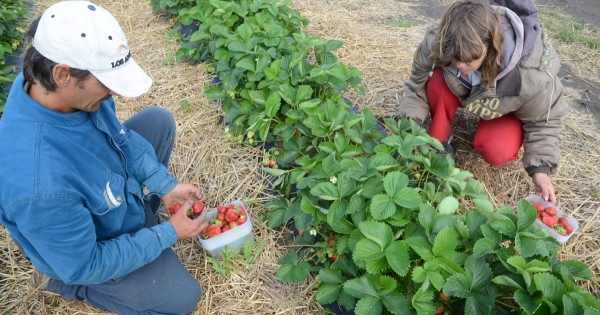 Őstermelők, itt az előlegfizetés határideje! Példákkal