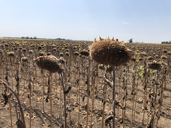 Enyhébb elbírálást kaphatnak a bankoktól az aszályos hitelmoratóriumba belépők