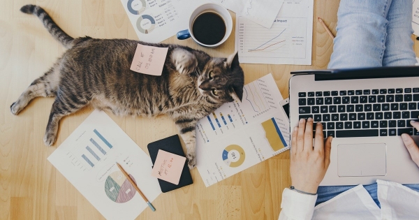 Mellékállású átalányadózó egyéni vállalkozó hónap közepétől főállású lesz: így fizet járulékokat