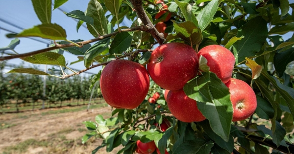 Milliárdokat nyelt el a szabolcsi almakutató központ, most hűtlen kezelés miatt indult nyomozás