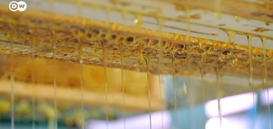 Hordókban áll az eladatlan magyar méz