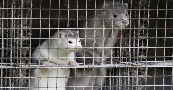 Már csak egy lépés, és Lengyelországban is tilos lesz a prémjükért tenyészteni az állatokat