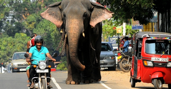 Elefántnál súlyosabb kódex lett egy ország adójogszabályaiból
