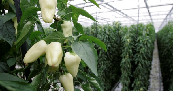 Jó hírt kaphatnak a gazdák