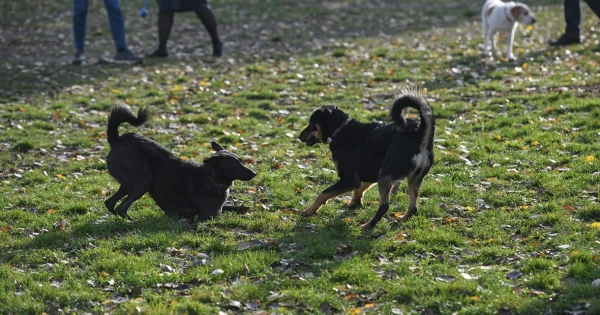 LED-es nyakörvek és pórázok is megbuktak: húsz állatfelszerelést vizsgált a fogyasztóvédelem, egyik sem volt rendben