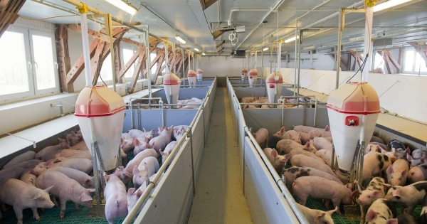 Sok árut már csak az önköltség alatt tudnak eladni a gazdák, úgy zuhannak az árak