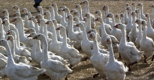 Támogatást kaphatnak a kacsa- és libatenyésztők