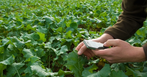 Fiatal mezőgazdasági termelők támogatásának elszámolása