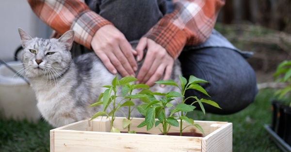 KSH: 6,2 százalékkal bővült a mezőgazdaság teljes kibocsátási értéke