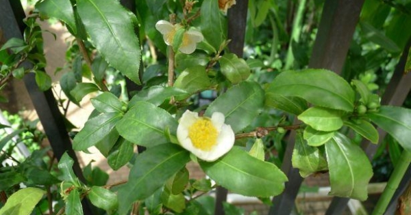 A tea és a pénzügyek – a kínai kapcsolat