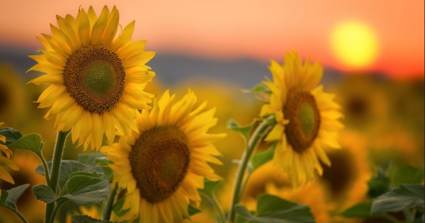 NAK: bekerült a napraforgó is az országos fajtakísérletbe