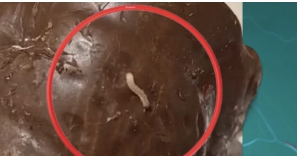 Lárvák kúsztak az édességben: nem csak Hajdúböszörménybe, más városokba is juthatott a kukacos csokimikulásokból