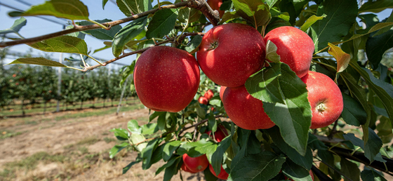 Jövőre büntetni fogják, ha nem fizetik ki időben a termelőket