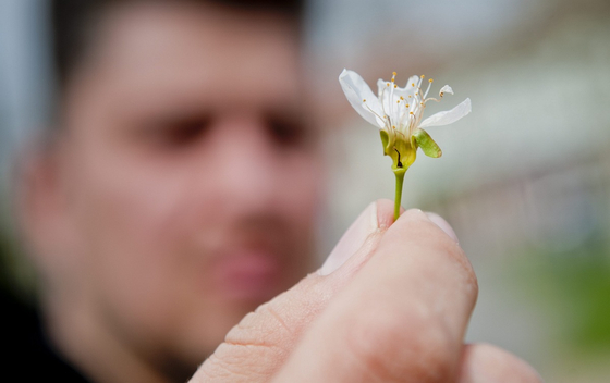 A kajszikezdemények 60 százalékát elvitték az április eleji fagyok