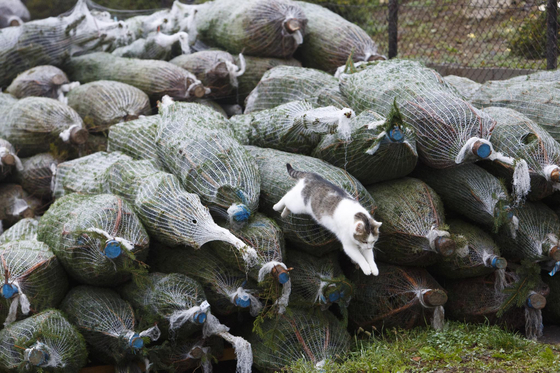 Jönnek az ünnepek, megjelent a karácsonyfa-infláció