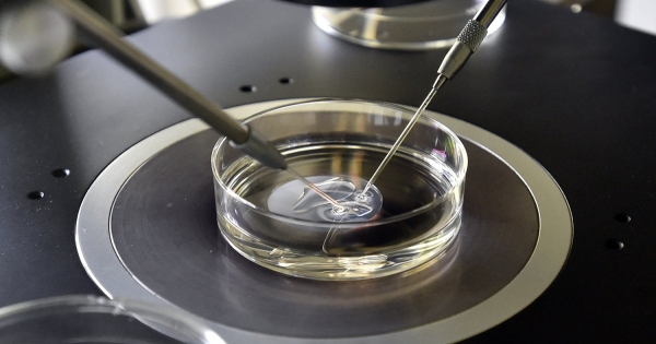 Lombikprogram: a munkajogi védelem keretei