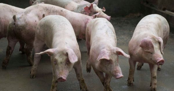 Felszámolás alá került Kósa Lajos rokonának másik két cége is