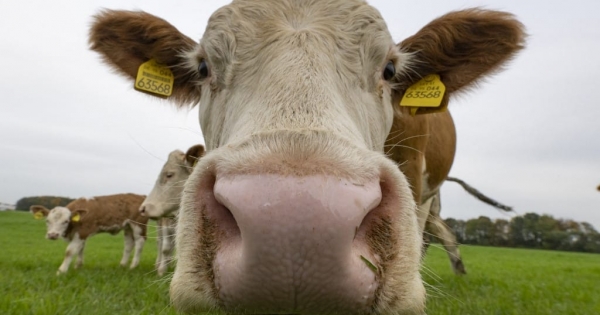 Hivatalosan is elmúlt a ragadós száj- és körömfájás Magyarországon