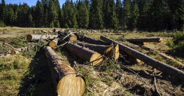 Fakitermelés: így adózunk utána