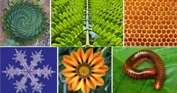 Szimmetriák a természetben és a művészetekben