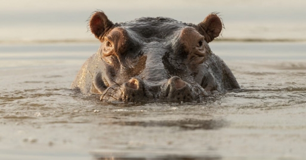 A felcsúti zebrarezervátum ehhez képest semmi: drámai helyzetben a kolumbiai kokóvízilovak