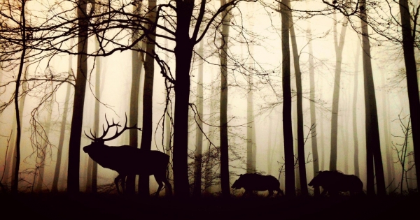 Vadászat és szja: mire kell figyelni adózási szempontból?