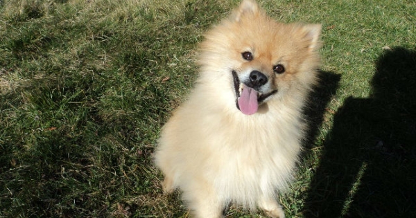 Simogatással, törődéssel hozzunk rendbe őket