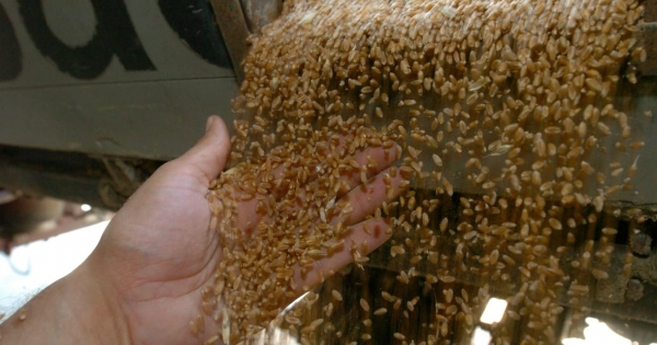 Sikkasztás gyanújával elindult a nyomozás Kósa rokonának csődközelbe került agrárcége ügyében